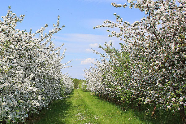 Apfelblühte im Alten Land